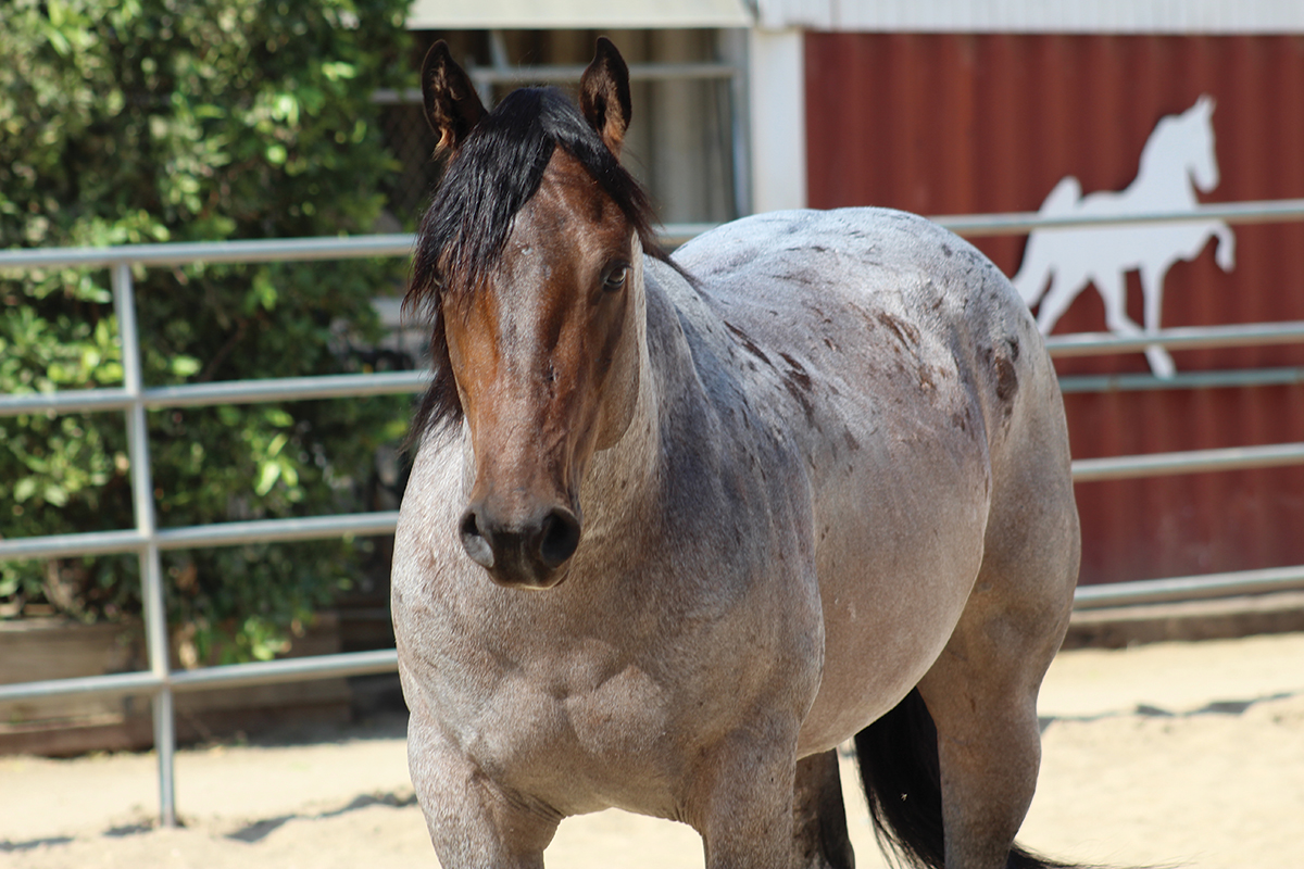 rehabilitating horses