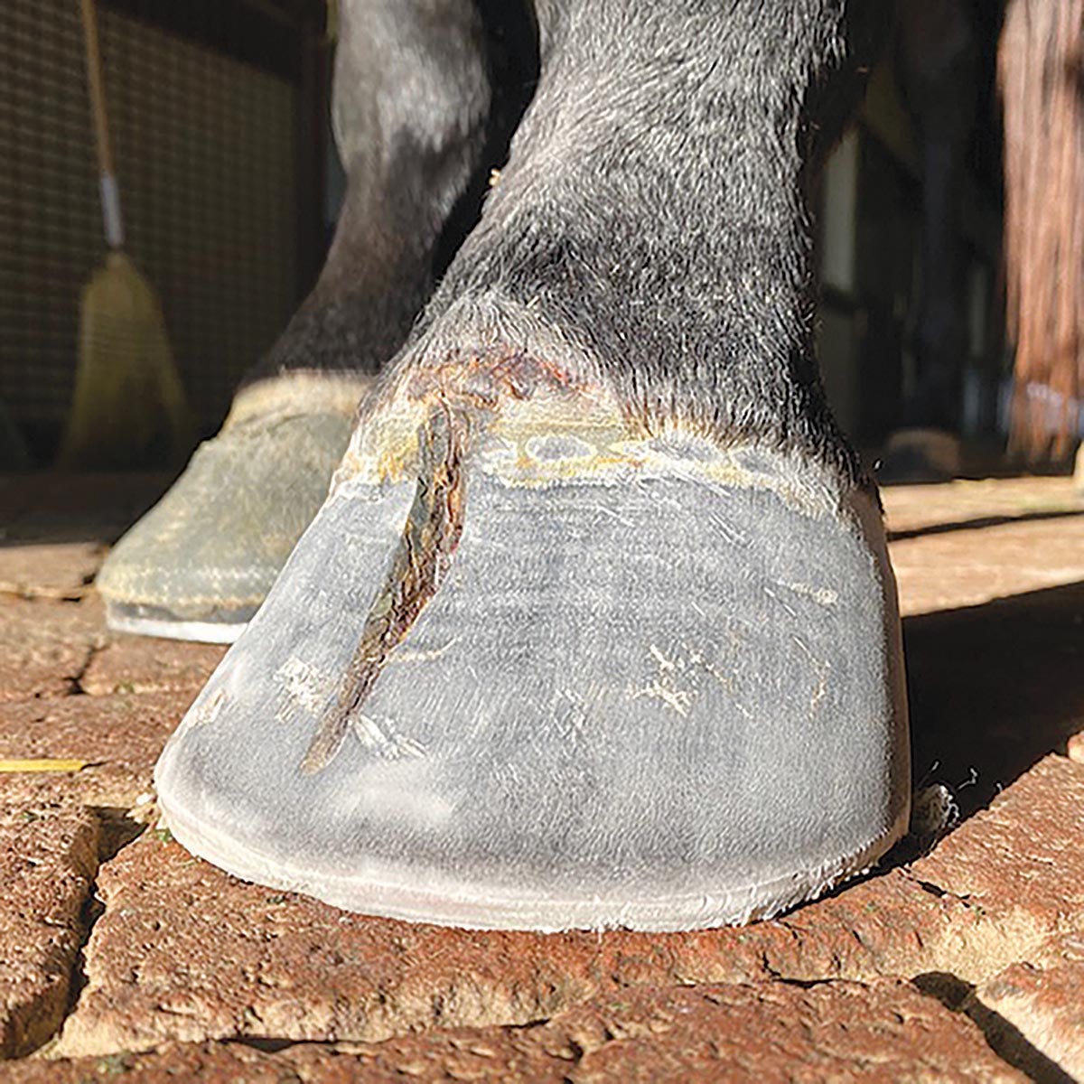 horse hoof crack