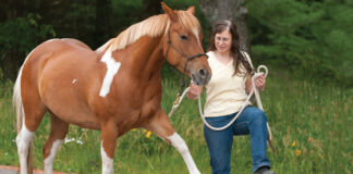 An equestrian teaches her horse the Spanish walk as a trick to engage his mind to improve behavior