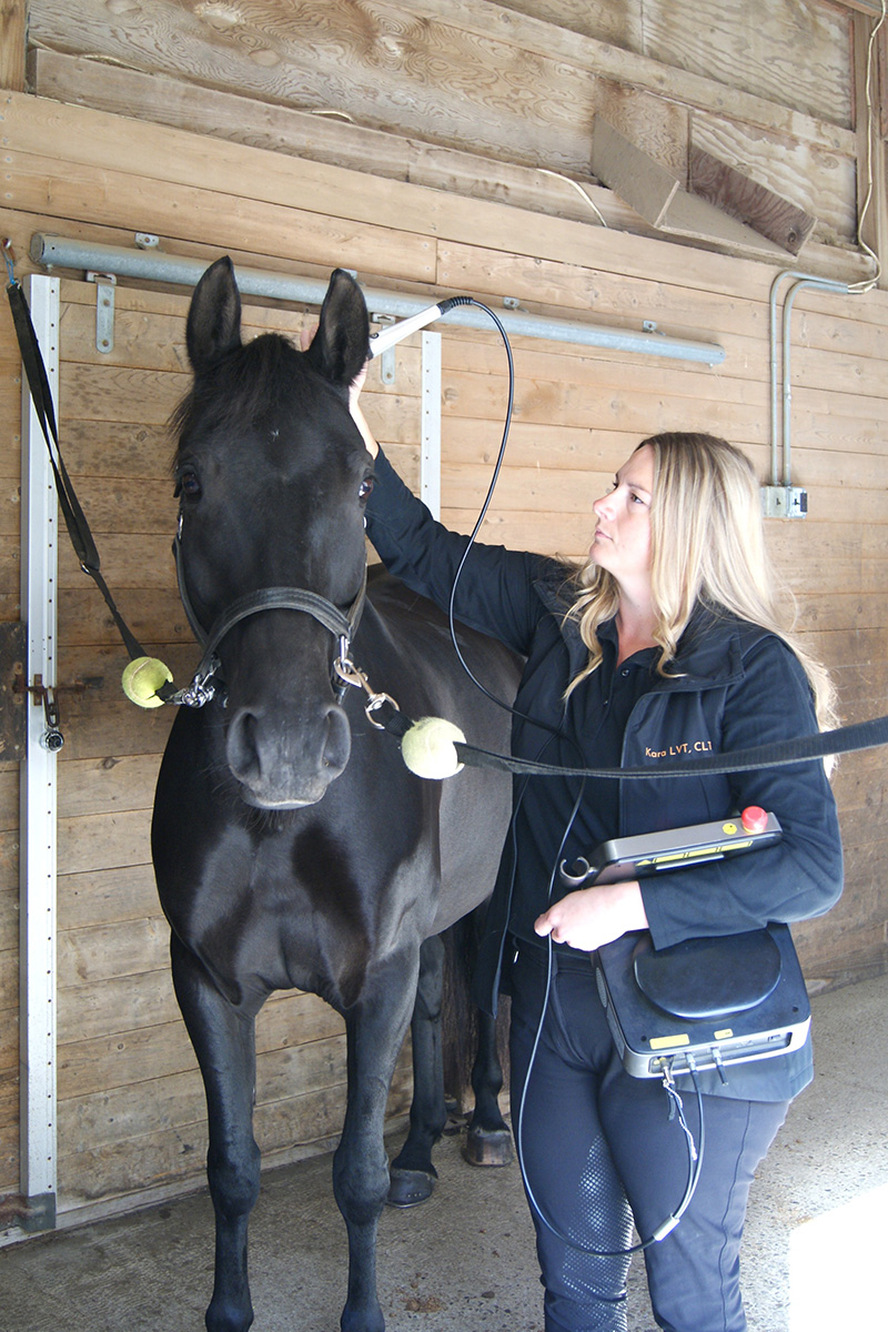Kara Lawson performs therapeutic laser therapy on a horse using a wand with direct contact and hand-held device Class IV laser.