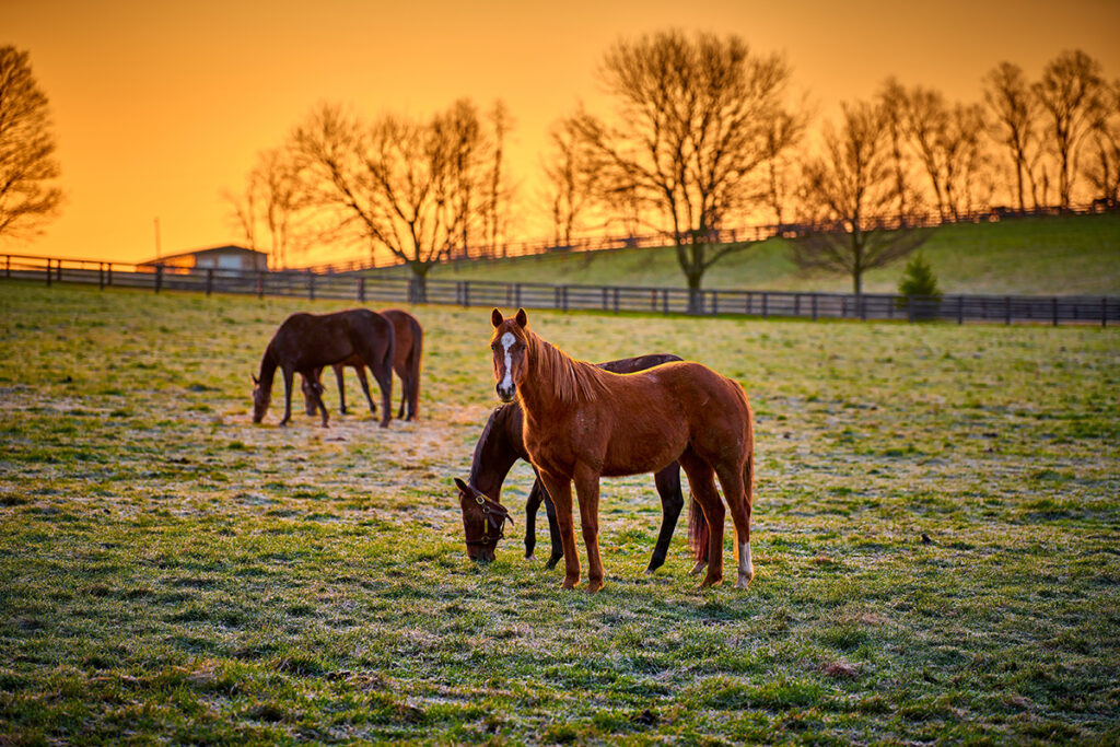 shopping for horse property