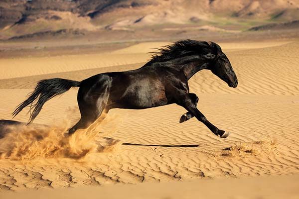 horses of Morocco