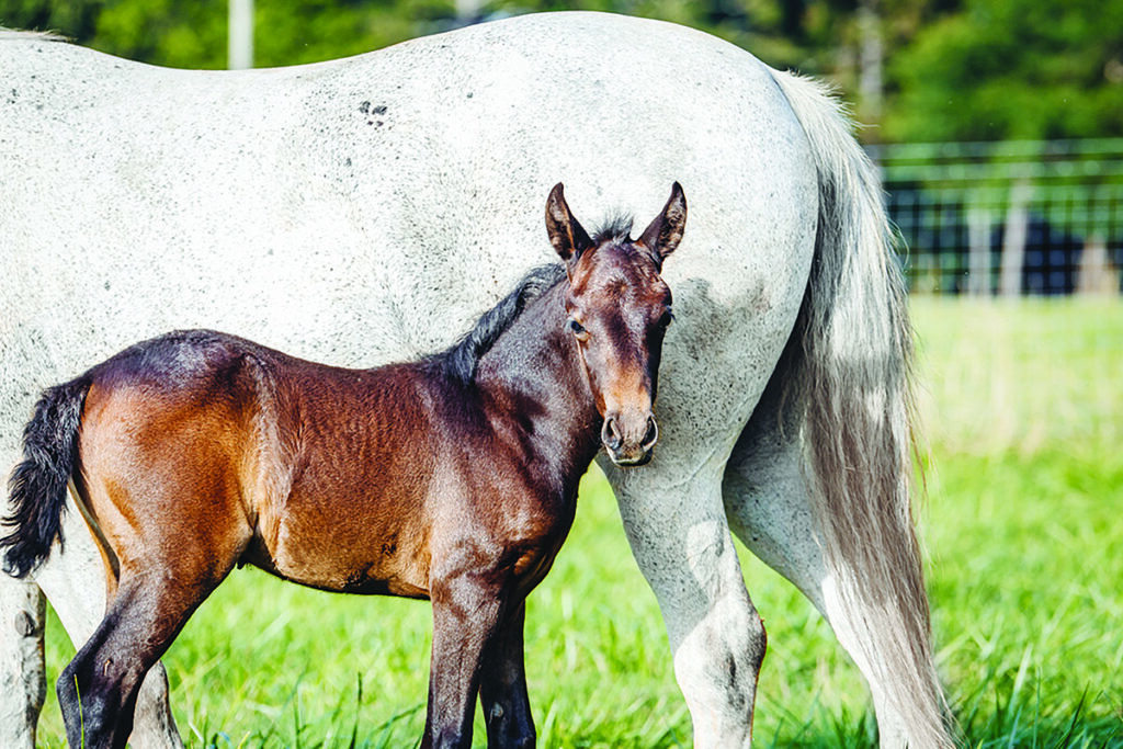 lipizzan horse