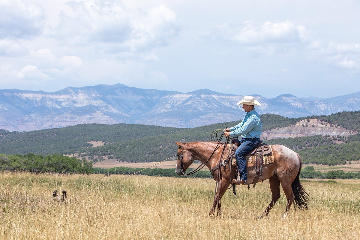 A trainer allows his horse to face the object