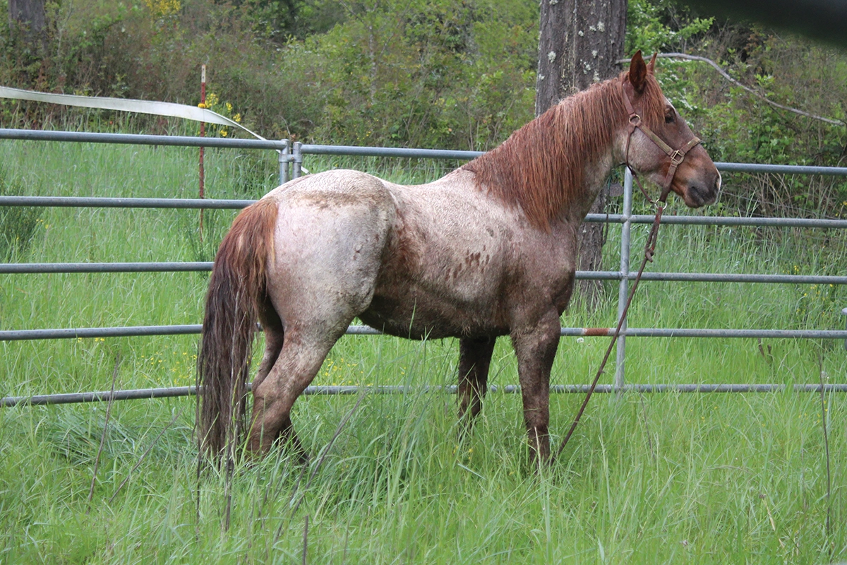 Rojo Rogue as a new arrival settling into his gentling pen.