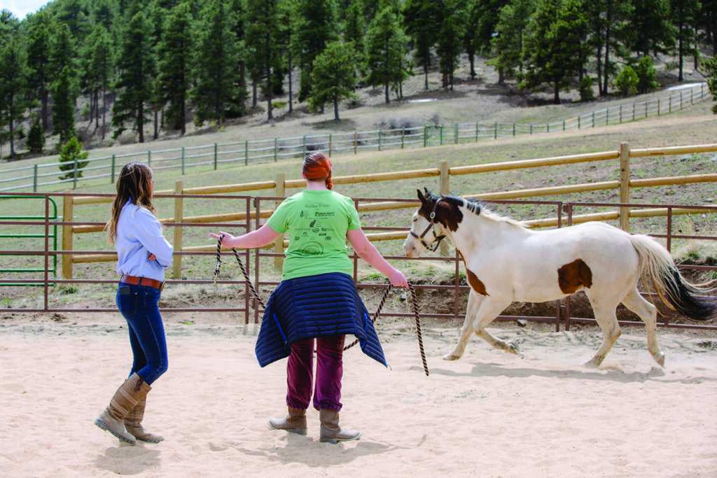 equine-assisted therapy