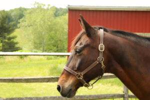 ASPCA’s Right Horse Adoptable Horse: Miss Madeline