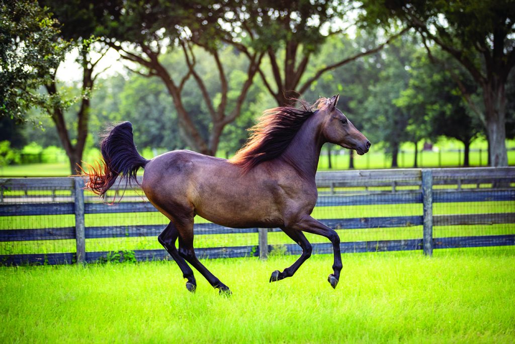 Morgan horse