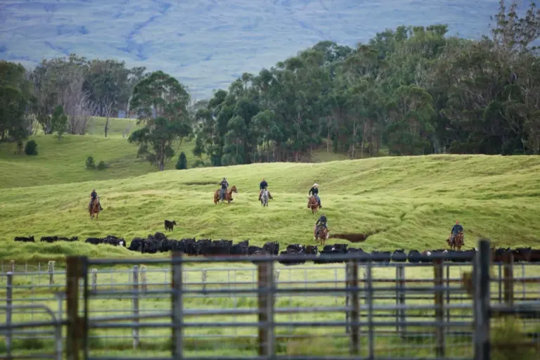 The Paniolo of Hawaii: Cowboy Tradition