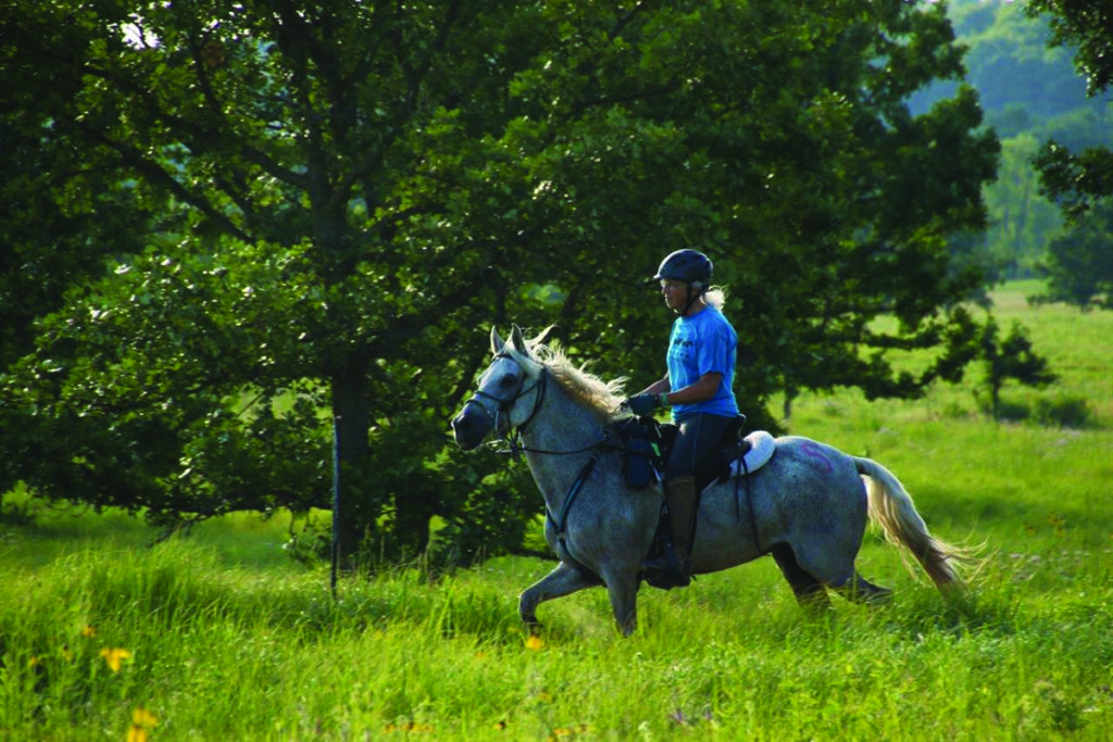 paso fino horse