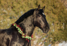 A black draft horse with a holiday wreath around its neck.
