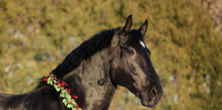 A black draft horse with a holiday wreath around its neck.