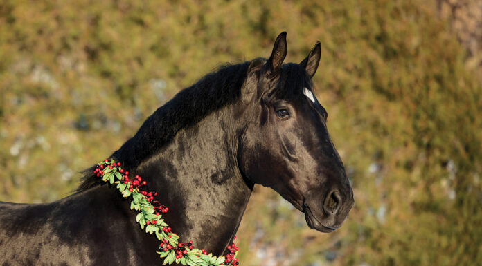 A black draft horse with a holiday wreath around its neck.