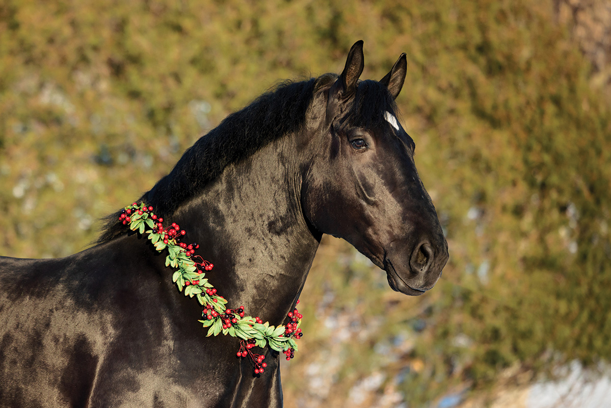 A black draft horse with a holiday wreath around its neck.