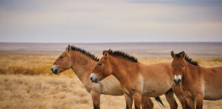 Preserving Przewalski’s Horse A herd of Przewalski’s Horses.