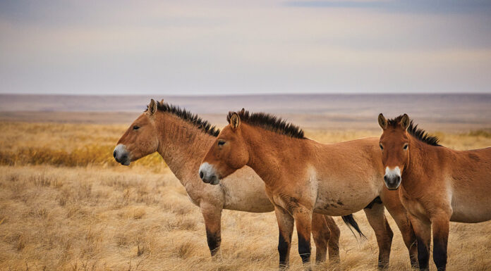A herd of Przewalski’s Horses.