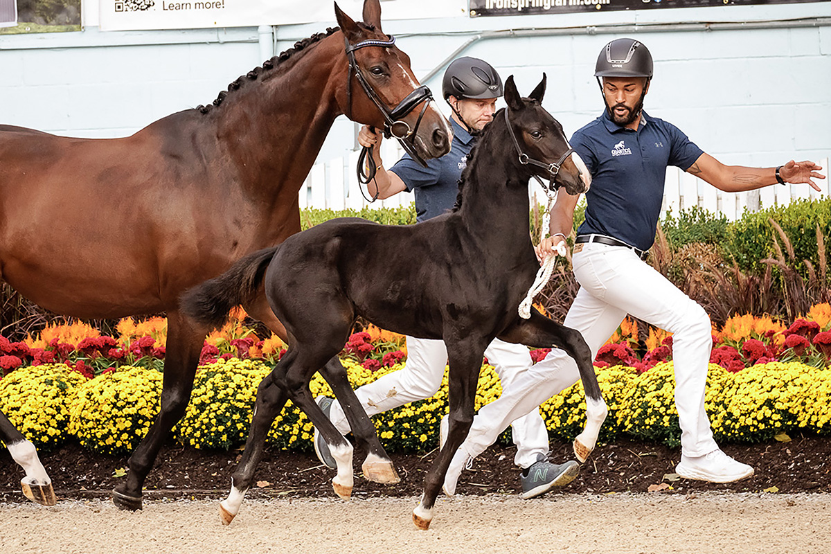 Quinnten Alston showing a mare and foal in hand