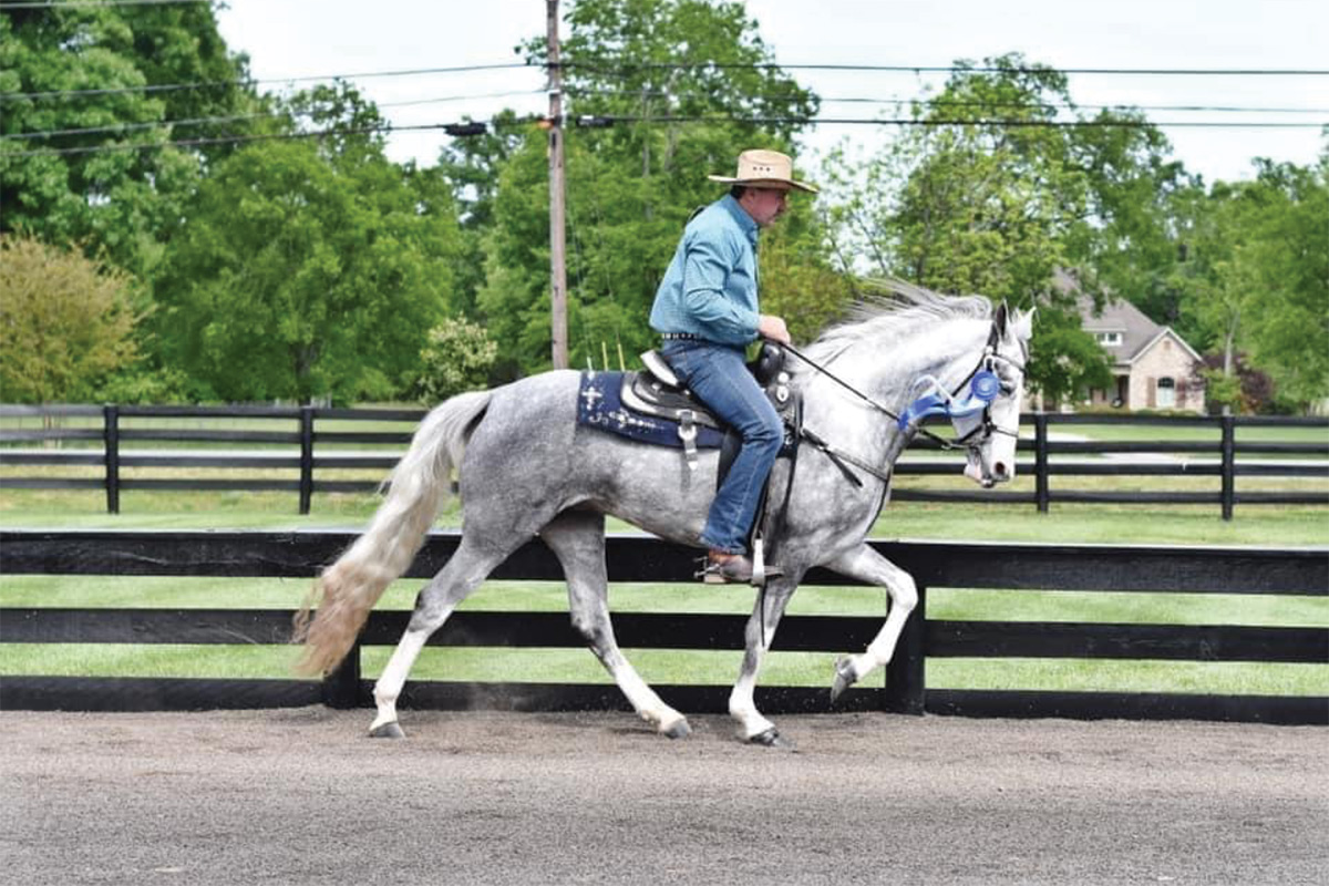 A Spotted Saddle Horse being ridden