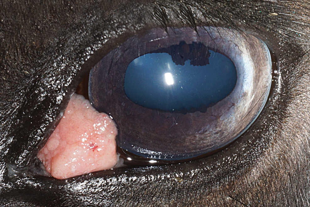 An example of squamous cell carcinoma in the eye of a horse.