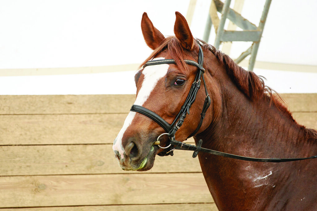 horse health in summer