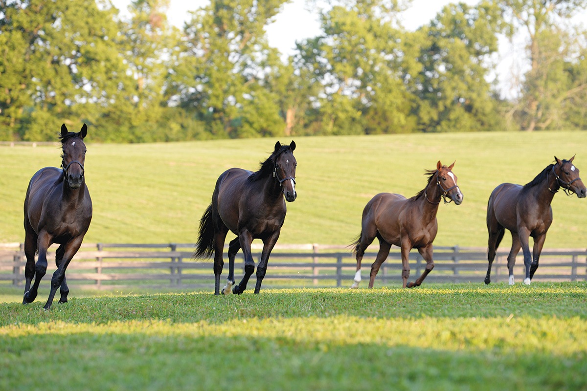 Yearlings trot through a Kentucky field