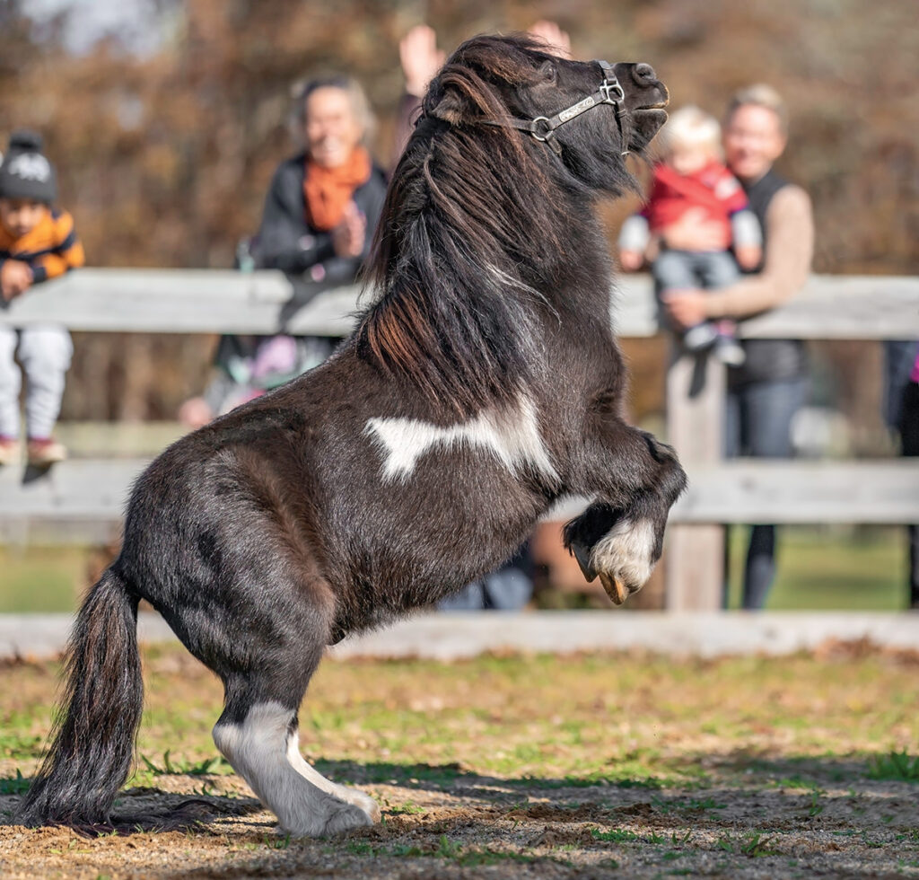 The Magnificent Mini Horse Tony Smalls - Horse Illustrated