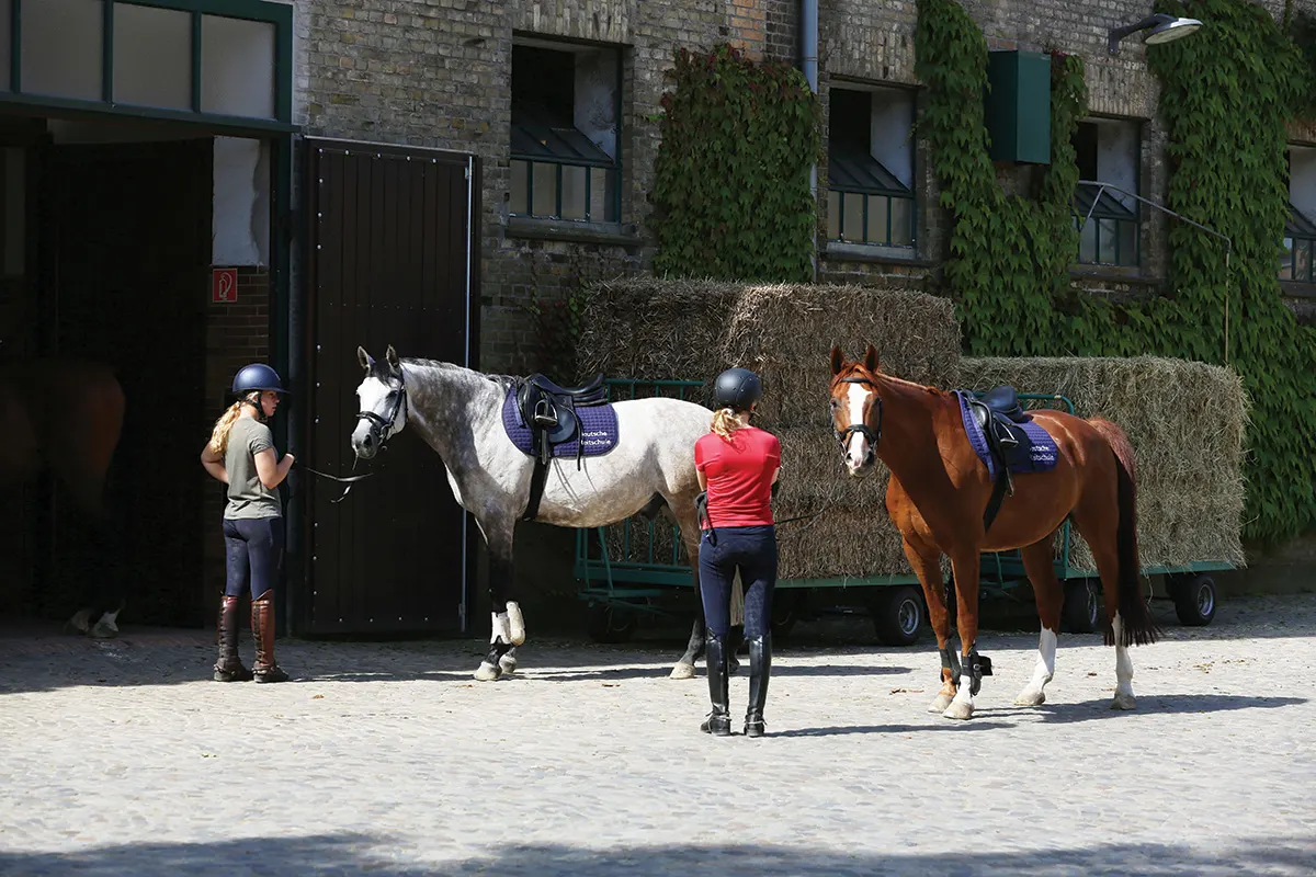 Warendorf: A Dream Equestrian Destination