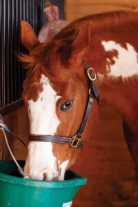 A horse drinks out of a heated water bucket