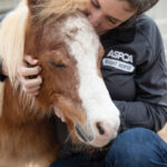 ASPCA Adopt a Horse Month