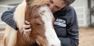 ASPCA Adopt a Horse Month