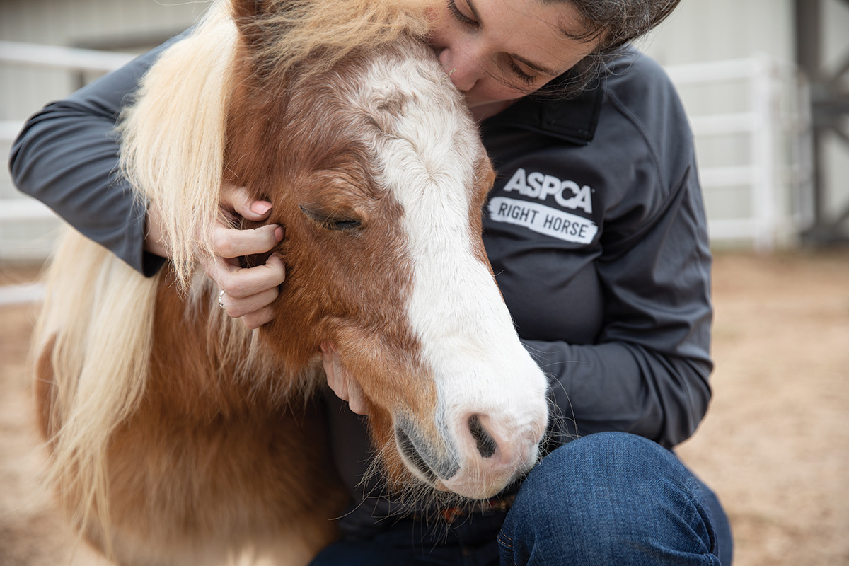 ASPCA Adopt a Horse Month