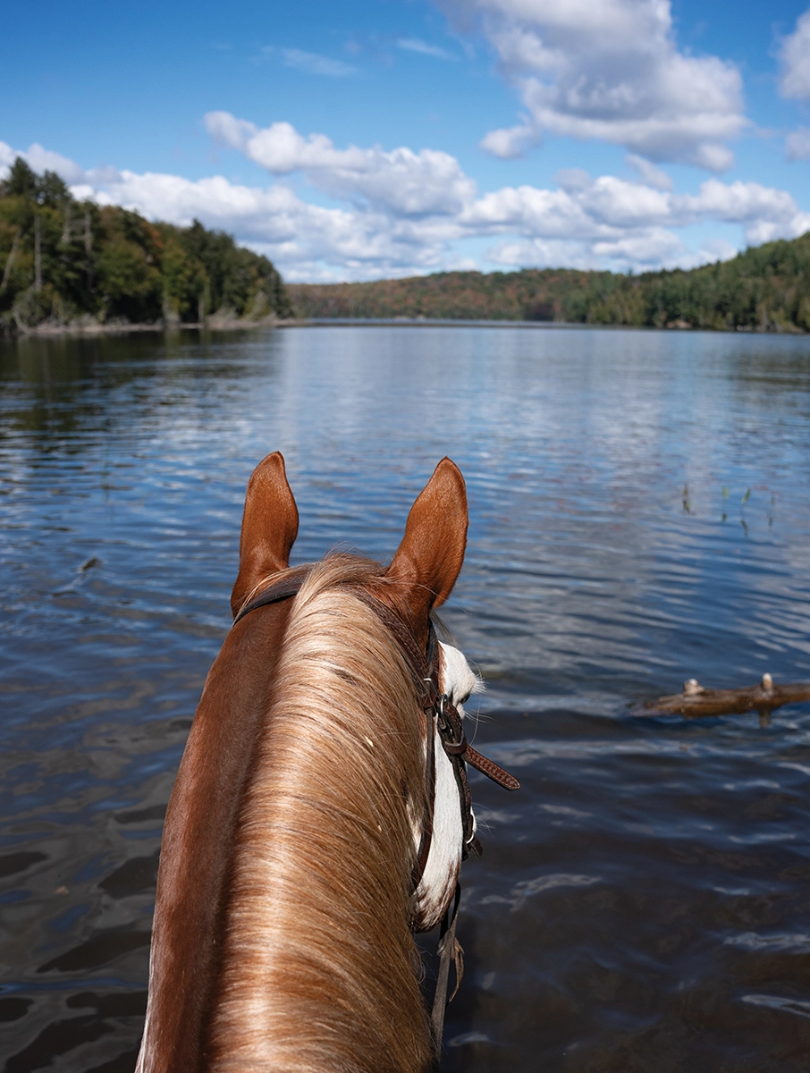 A view of a lake between a horse's ears.