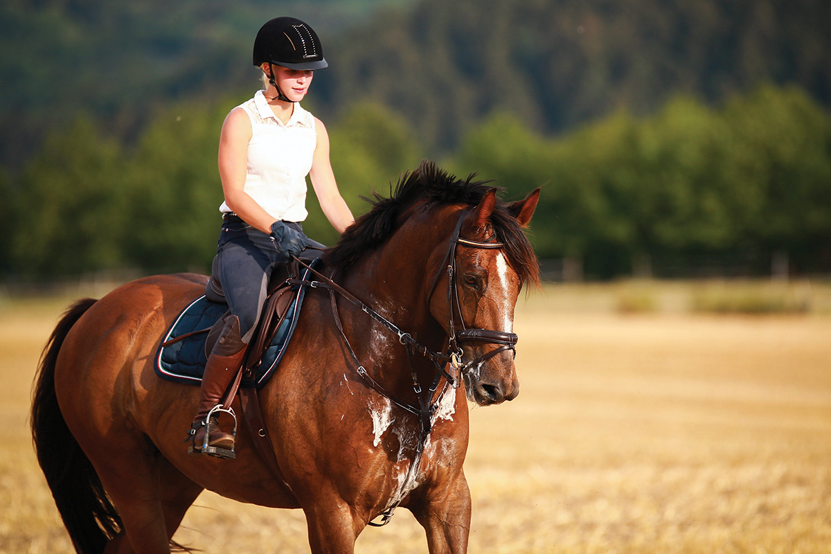 A sweating horse while exercising. A lack of sweat would be anhidrosis.