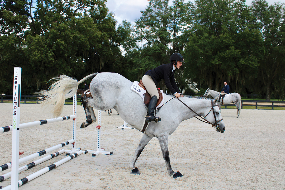 A hunter/jumper landing from a jump.