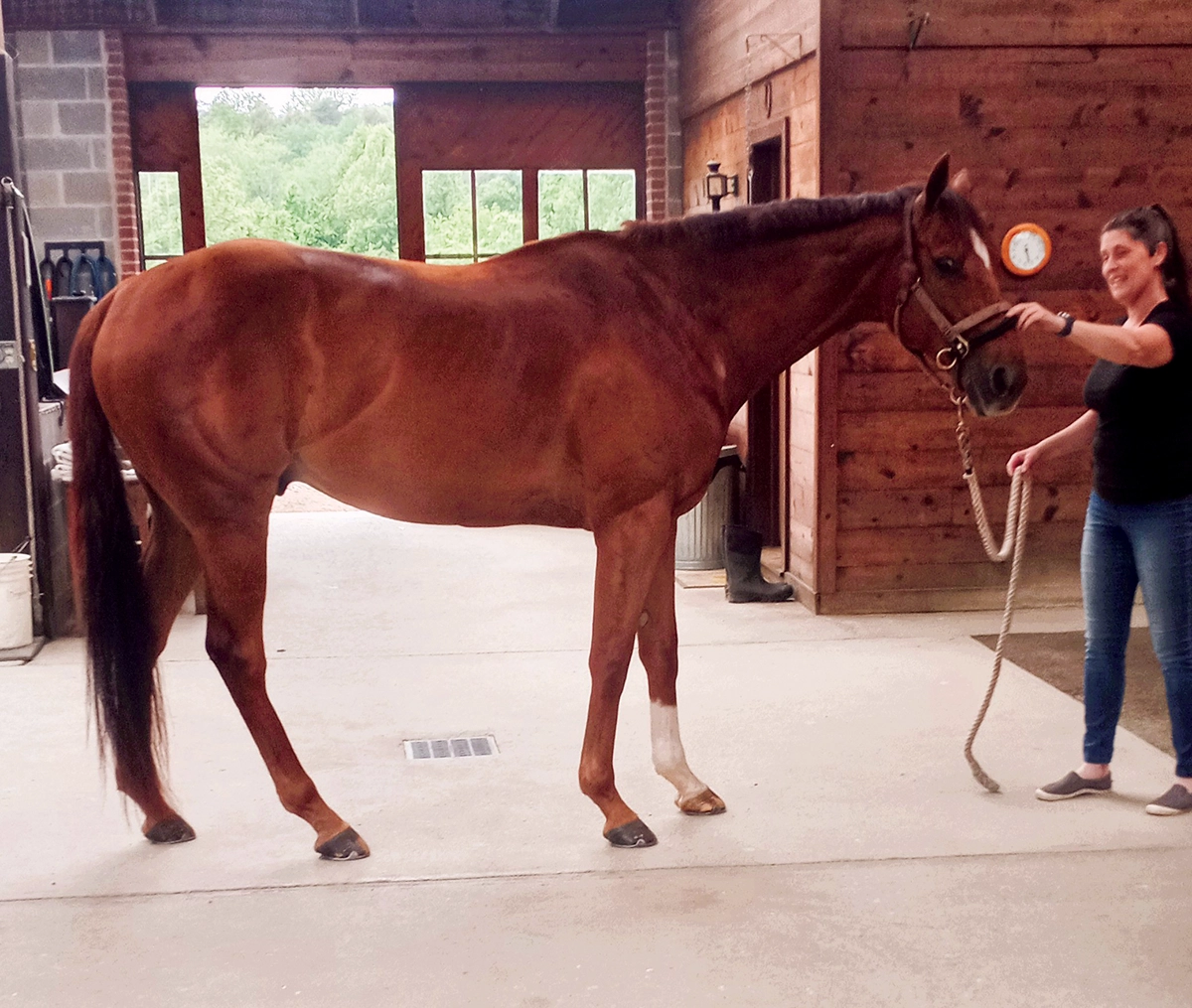 A horse that overcame asymmetry with proper groundwork.