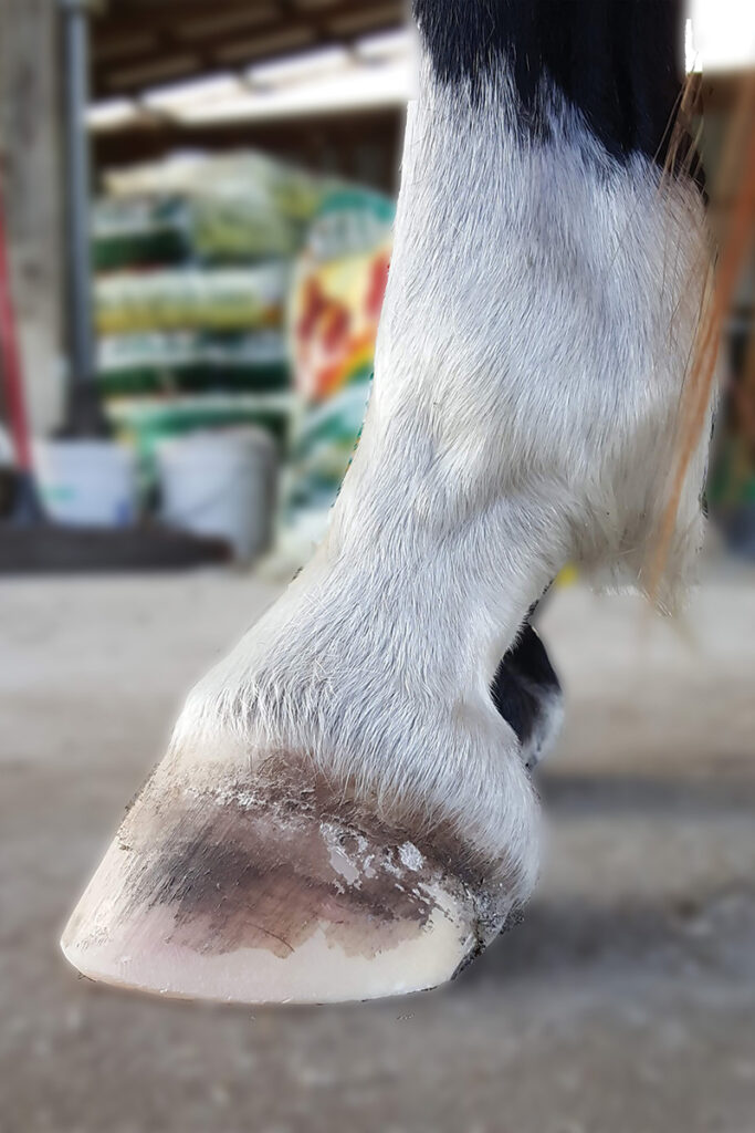 Keeping Your Horse Barefoot Horse Illustrated