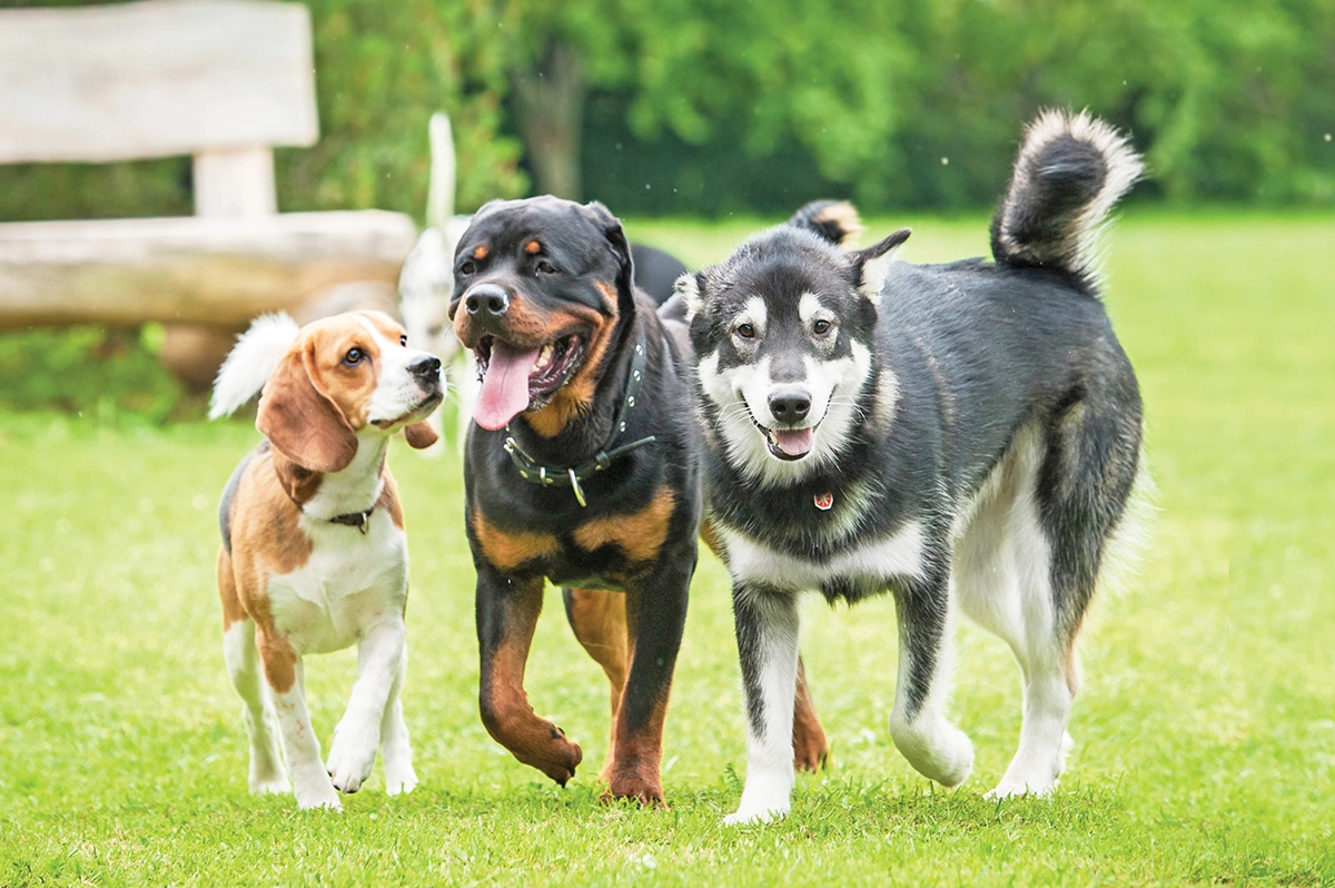 A Beagle, Rottweiler, and a Malamute jogging alongside one another.