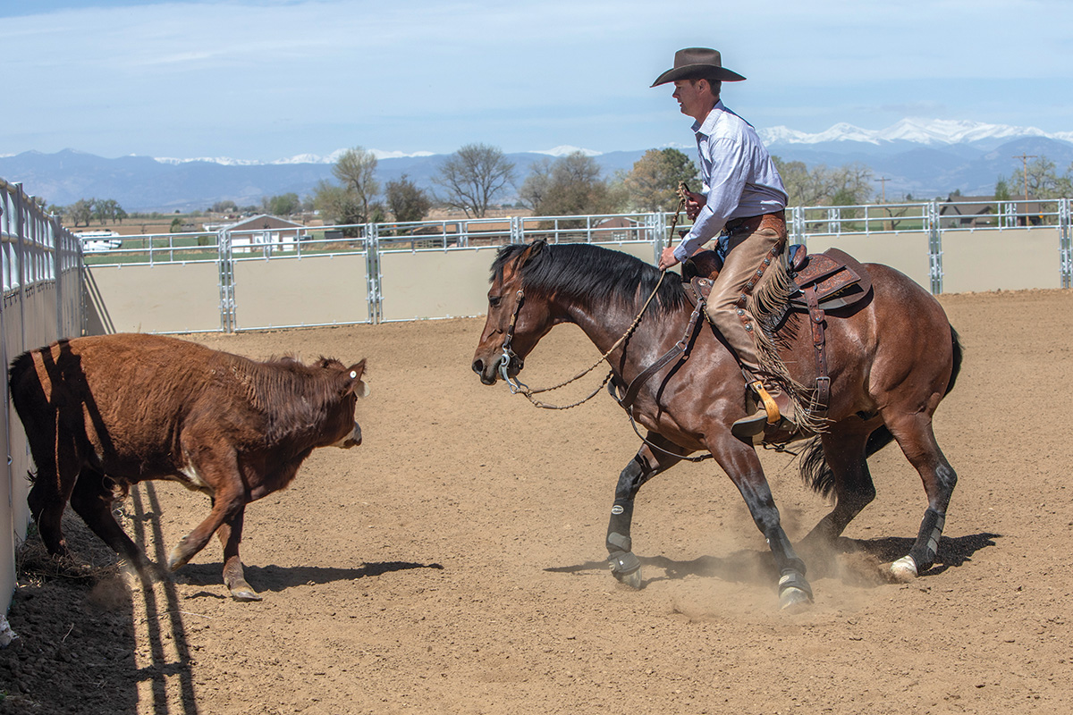 A horse and rider performing cattle work