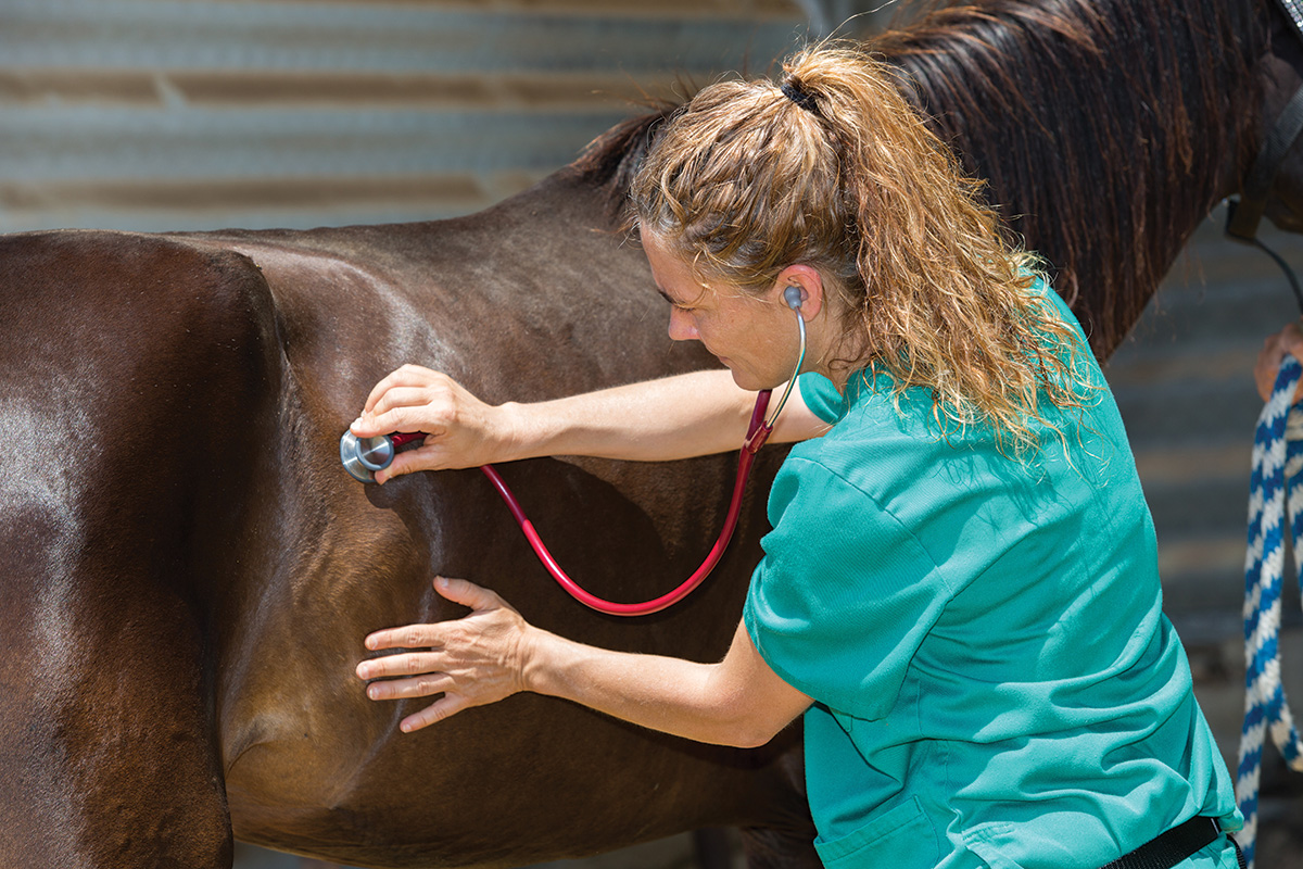 A vet listening for a horse's intestinal sounds. Reduced intestinal sounds may indicate cecal impaction.