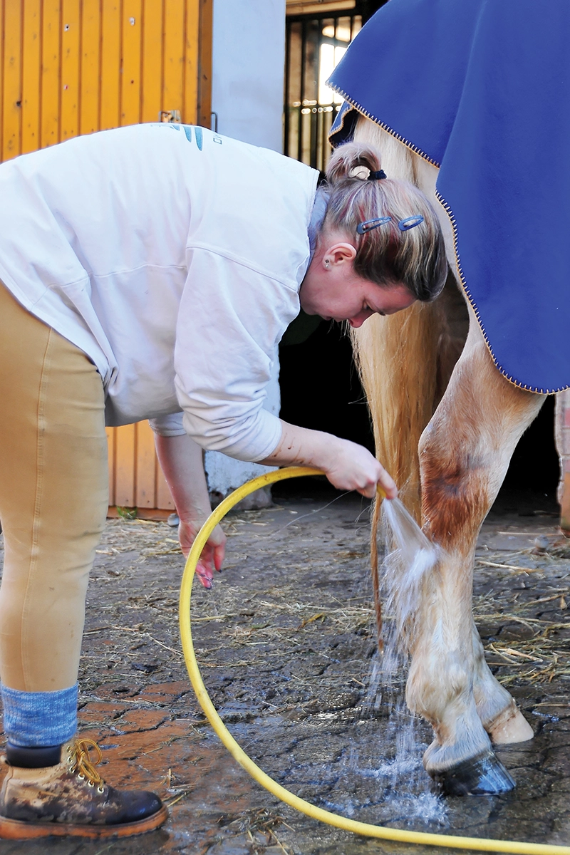 A woman hoses the leg of a horse with cellulitis.