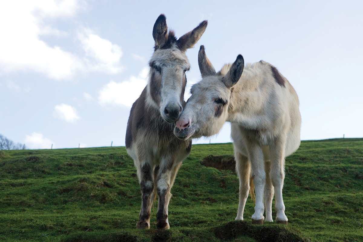 A pair of burros in a field touch noses