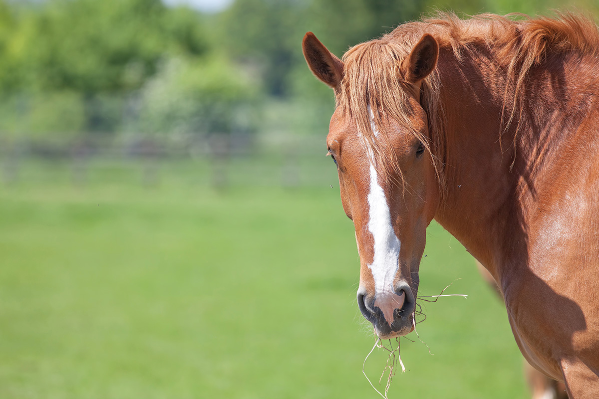 A chestnut gelding in a field.