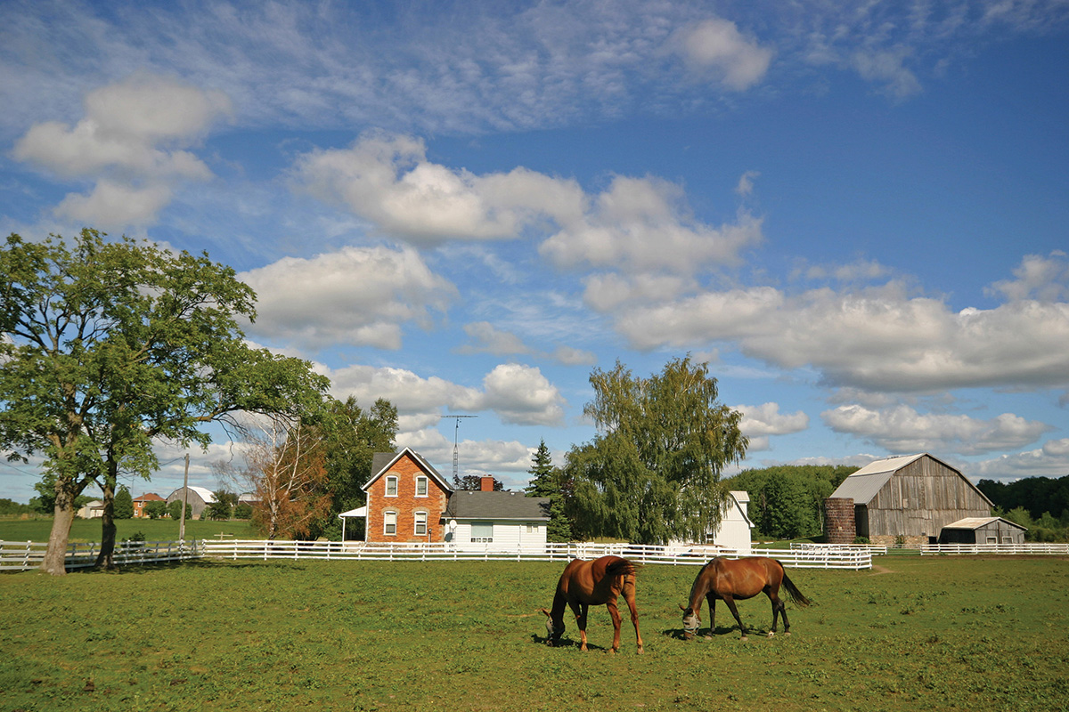 Horses on an equestrian's open space