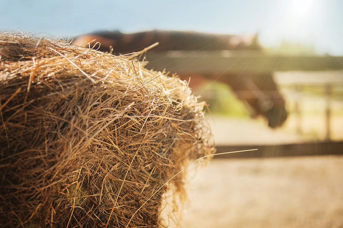 A wheelbarrow of hay.