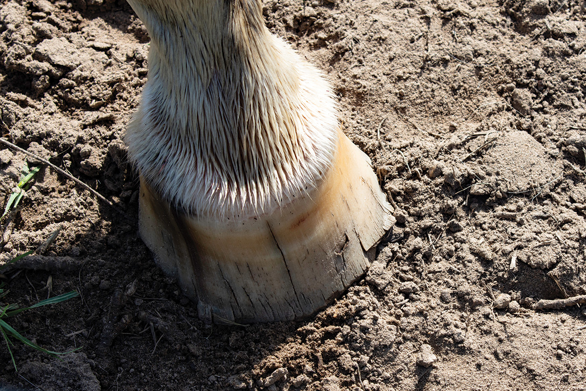 Chipped hoof of a horse