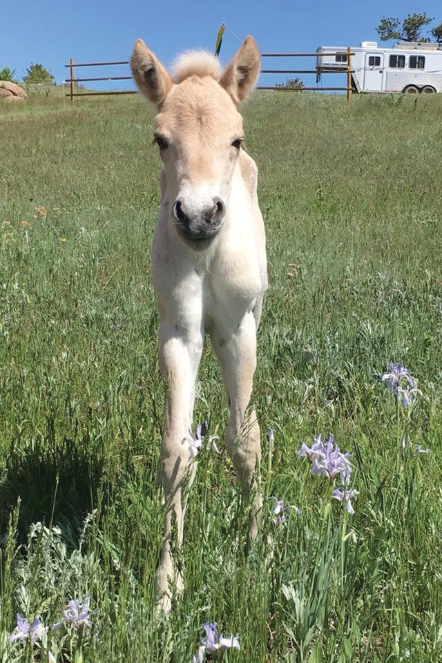 A young Norwegian Fjord foal