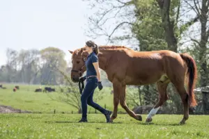 Ground Equitation for Equestrians