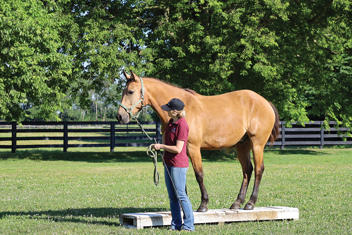 Allowing the gelding to stop and relax at the top of the bridge.