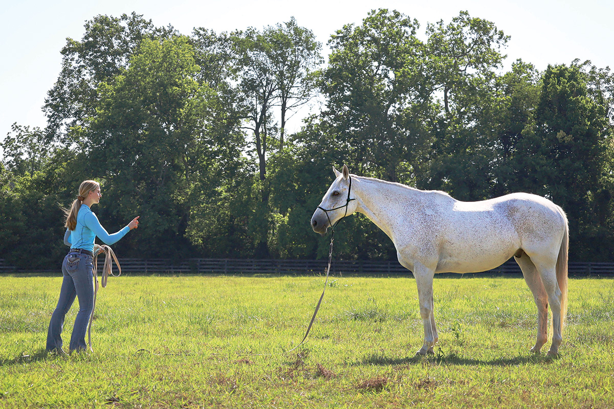 Teaching a horse to ground tie.