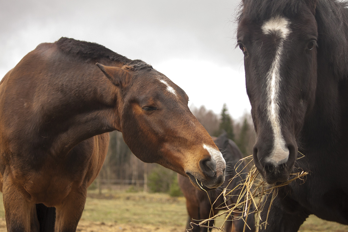 Herd dynamics are displayed between two horses over hay